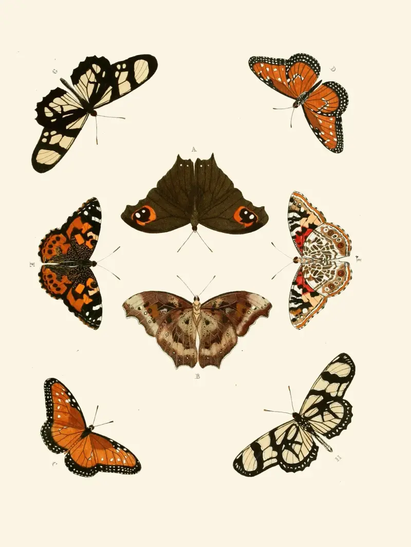 Utländska fjärilar förekommande i de tre världsdelarna Asien, Afrika och Amerika, plansch 26 av Pieter Cramer