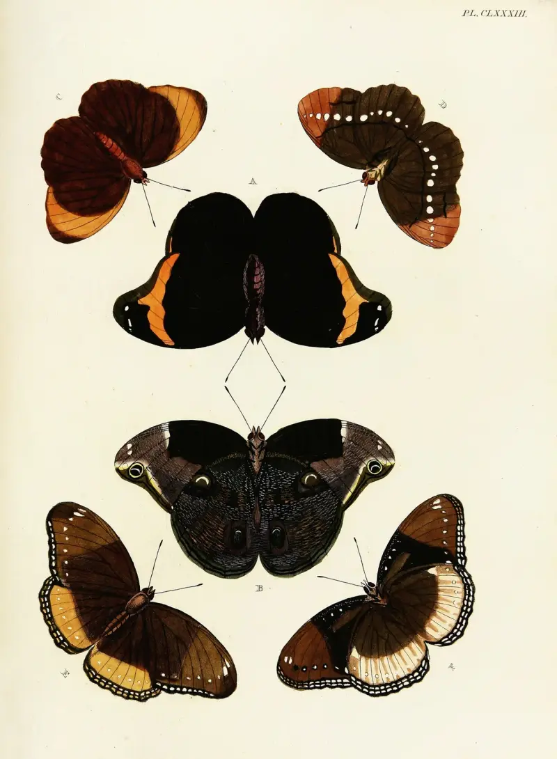 Foreign butterflies occurring in the three continents Asia, Africa and America Pl.430 av Pieter Cramer