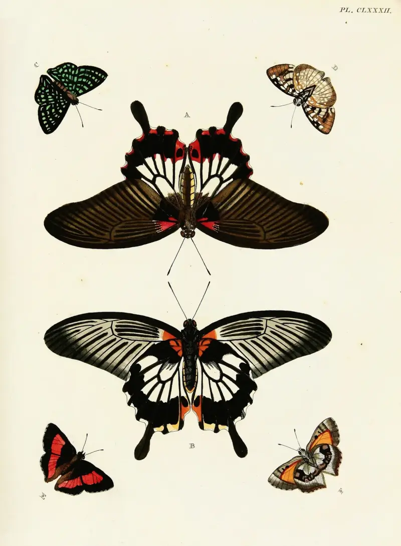 Foreign butterflies occurring in the three continents Asia, Africa and America Pl.429 av Pieter Cramer