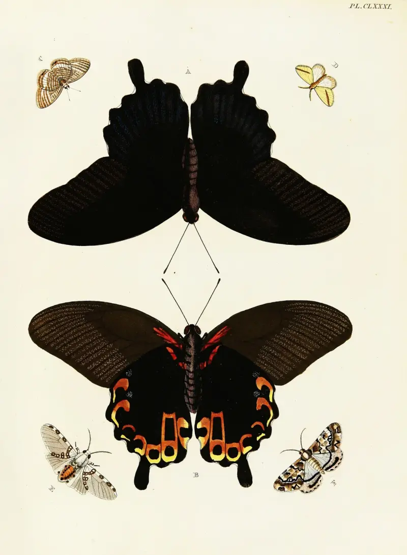 Foreign butterflies occurring in the three continents Asia, Africa and America Pl.428 av Pieter Cramer