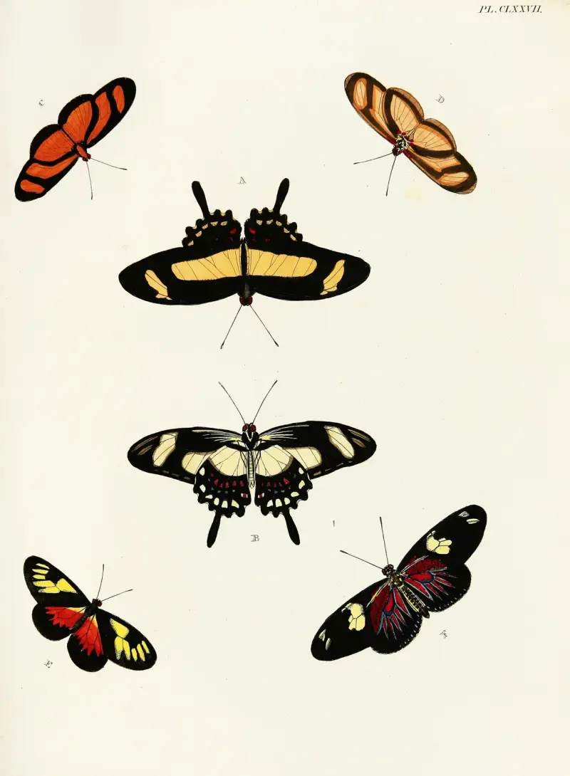 Foreign butterflies occurring in the three continents Asia, Africa and America Pl.424 av Pieter Cramer