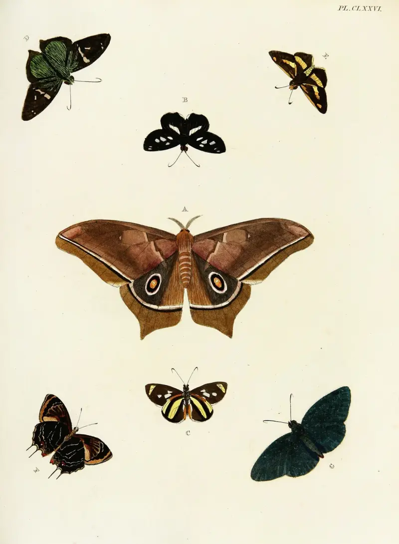 Foreign butterflies occurring in the three continents Asia, Africa and America Pl.423 av Pieter Cramer