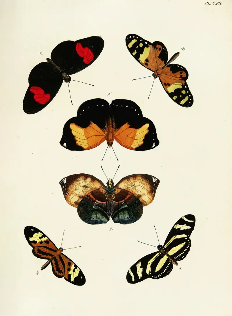 Foreign butterflies occurring in the three continents Asia, Africa and America Pl.438 av Pieter Cramer