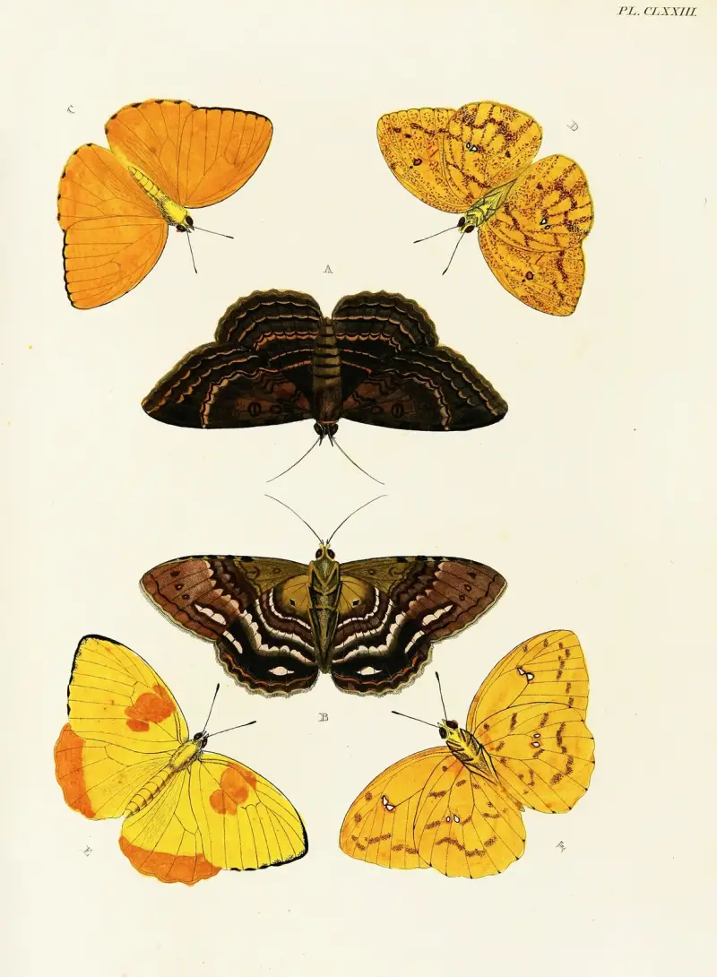 Foreign butterflies occurring in the three continents Asia, Africa and America Pl.420 av Pieter Cramer