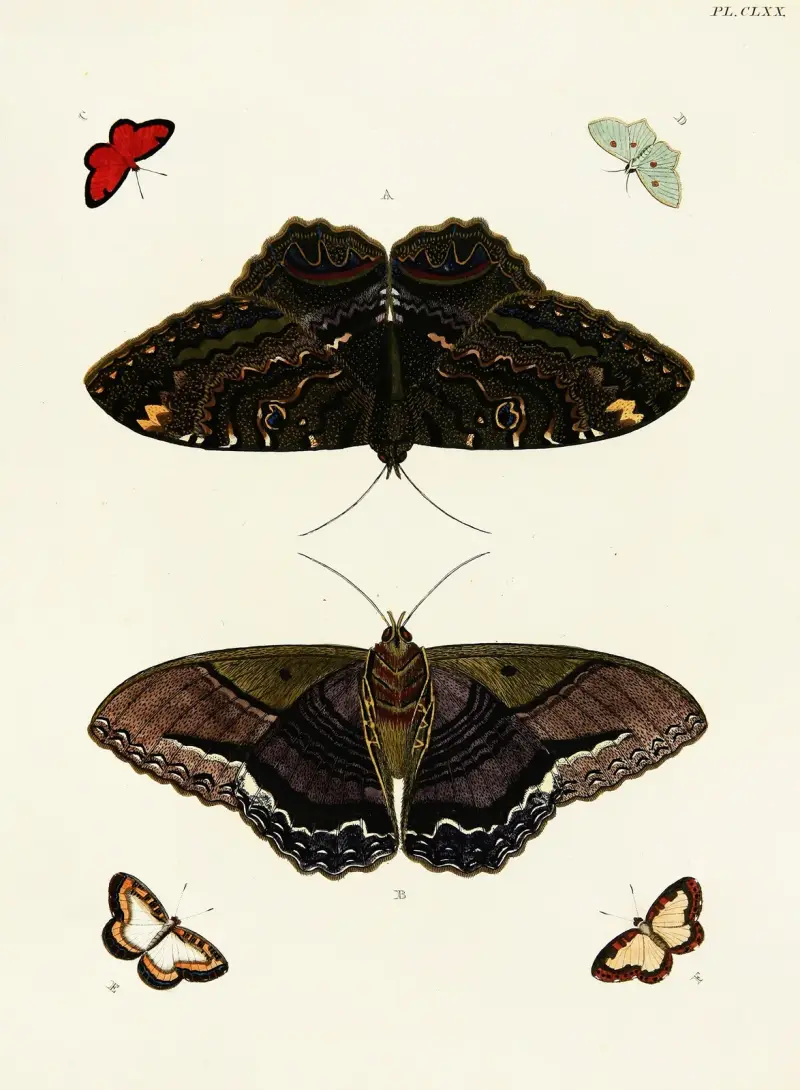 Foreign butterflies occurring in the three continents Asia, Africa and America Pl.417 av Pieter Cramer