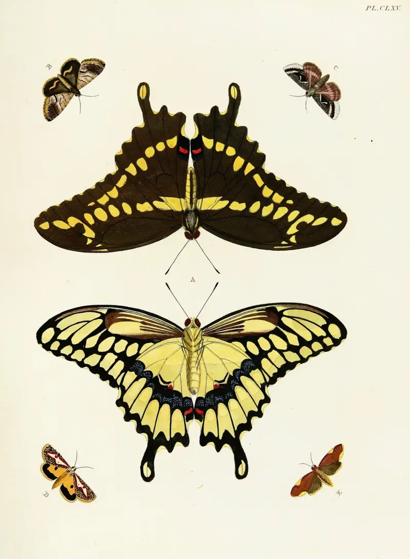 Foreign butterflies occurring in the three continents Asia, Africa and America Pl.412 av Pieter Cramer