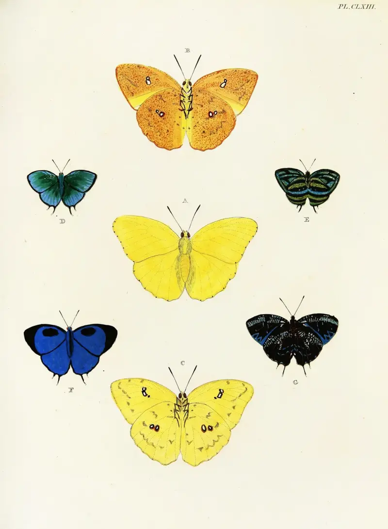 Foreign butterflies occurring in the three continents Asia, Africa and America Pl.410 av Pieter Cramer