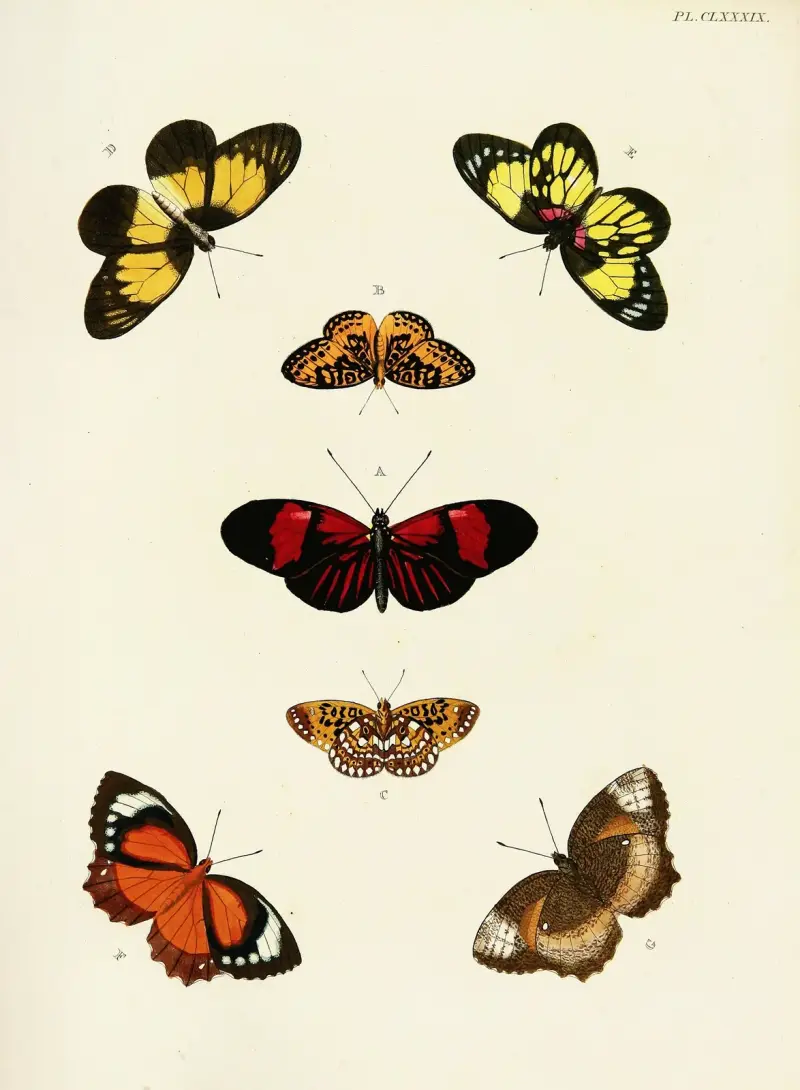 Foreign butterflies occurring in the three continents Asia, Africa and America Pl.436 av Pieter Cramer
