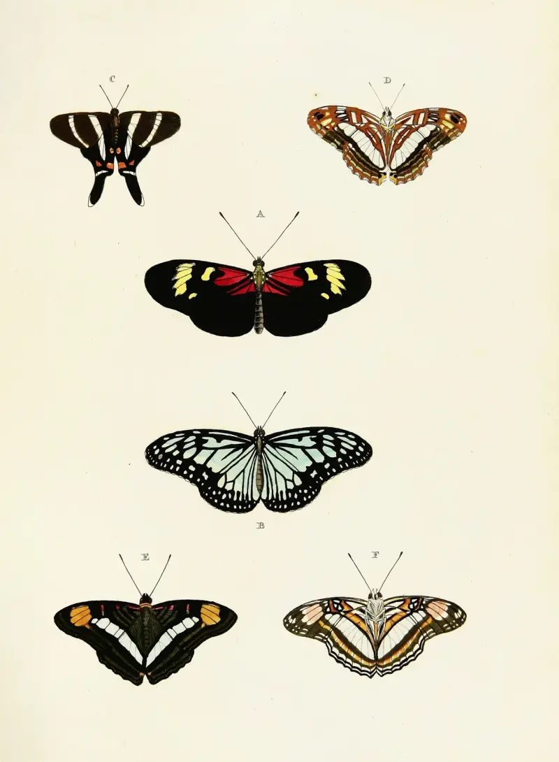 Foreign butterflies occurring in the three continents Asia, Africa and America Pl.435 av Pieter Cramer
