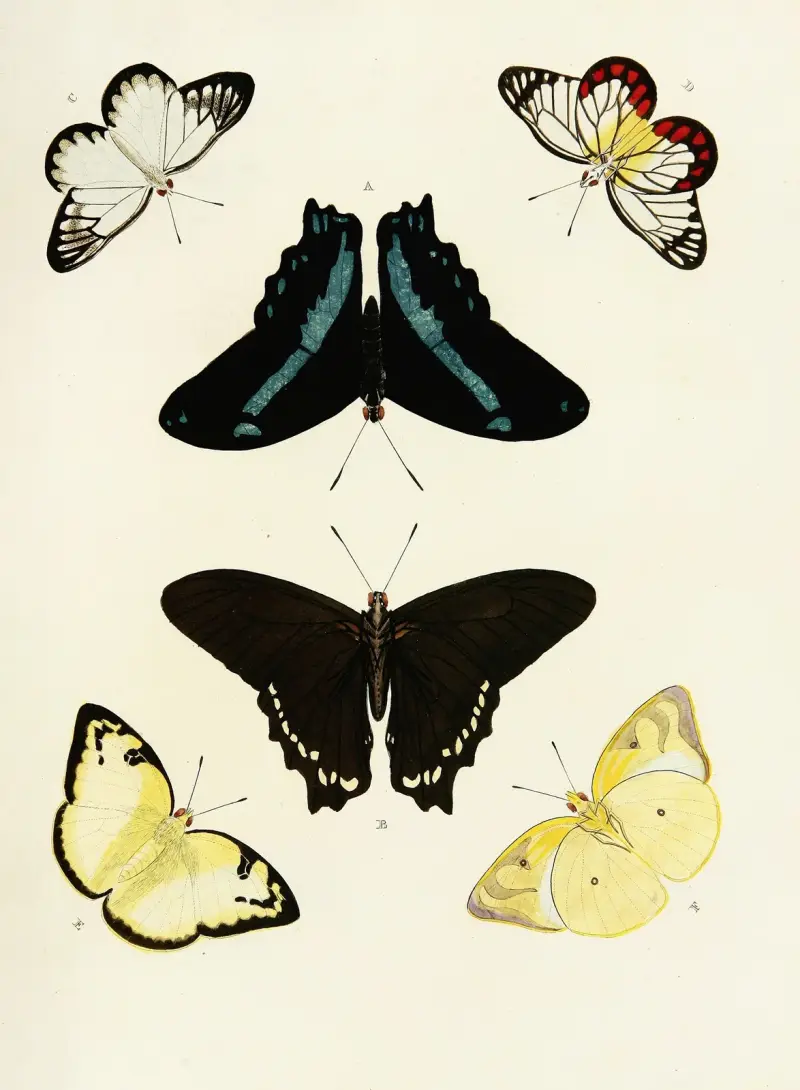 Foreign butterflies occurring in the three continents Asia, Africa and America Pl.434 av Pieter Cramer