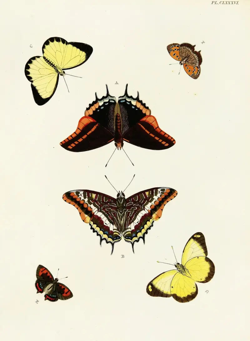 Foreign butterflies occurring in the three continents Asia, Africa and America Pl.433 av Pieter Cramer