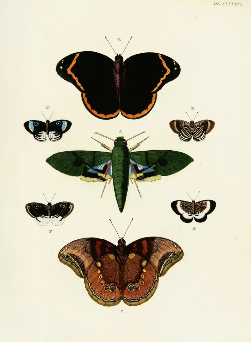 Foreign butterflies occurring in the three continents Asia, Africa and America Pl.431 av Pieter Cramer
