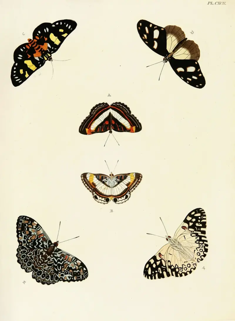 Foreign butterflies occurring in the three continents Asia, Africa and America Pl.439 av Pieter Cramer
