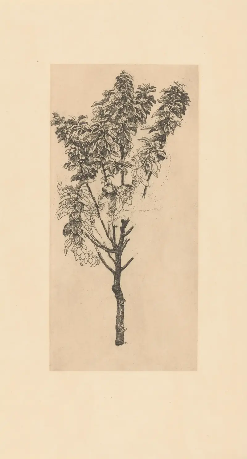 Körsbärsträd av Pieter Dupont