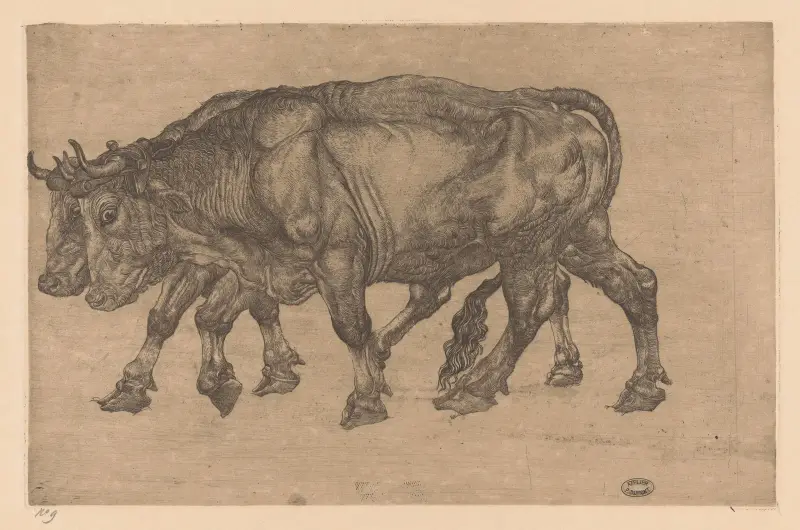 Zwei Ochsen von Pieter Dupont