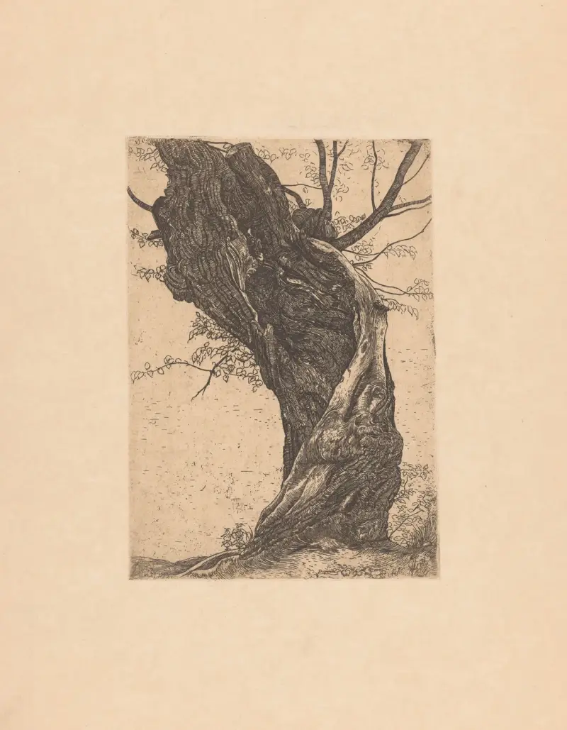 Wierzba, 1896 – Nr. 2, Pieter Dupont