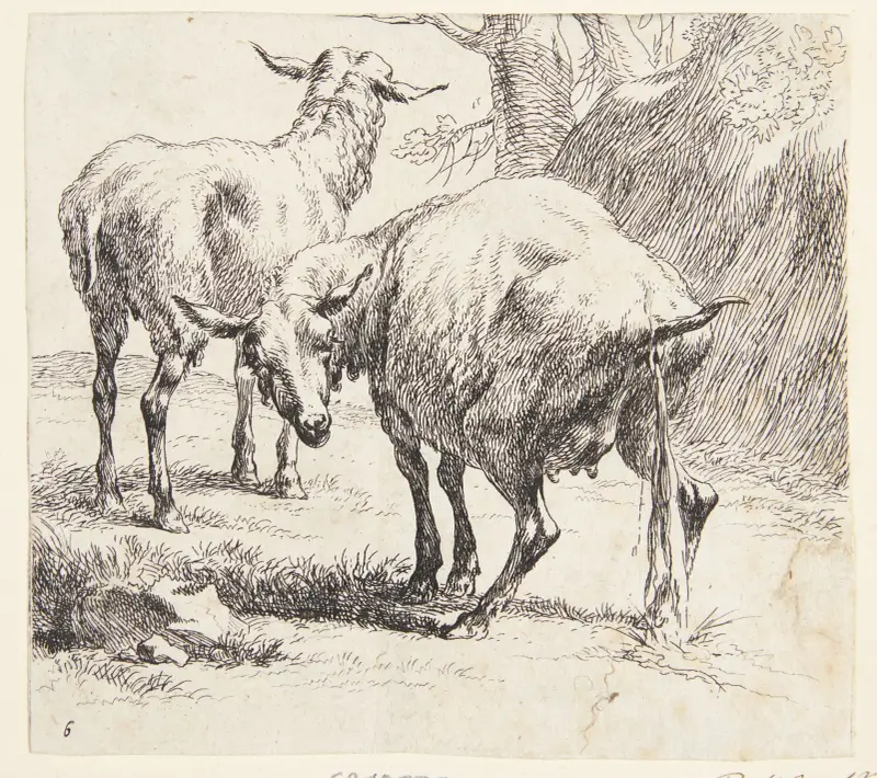 Ett stående och ett pissande får av Nicolaes Pietersz. Berchem