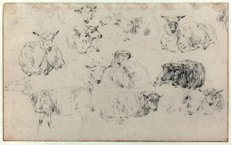 Studieblad med får av Nicolaes Pietersz. Berchem