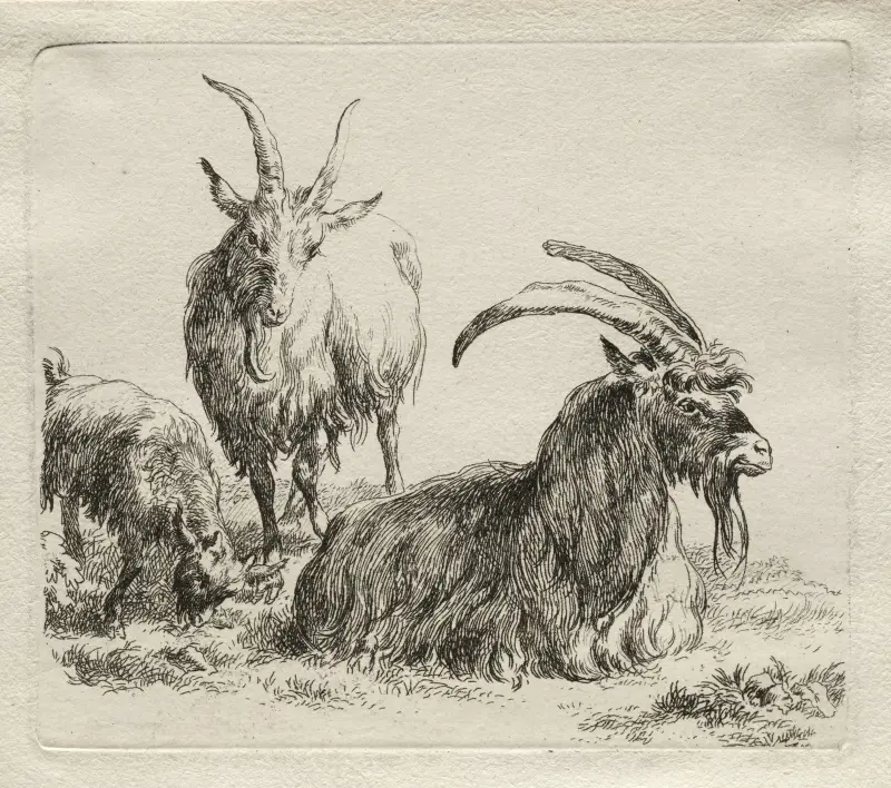 Drei Ziegen, 1635 – Nr. 2 von Nicolaes Pietersz. Berchem