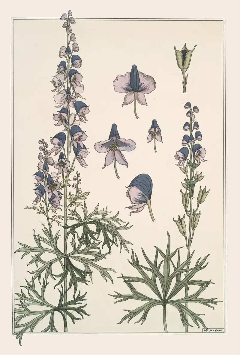 Aconit von Maurice Pillard Verneuil