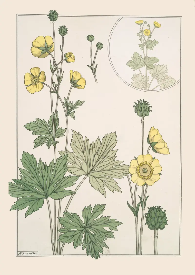 Butterblume von Maurice Pillard Verneuil