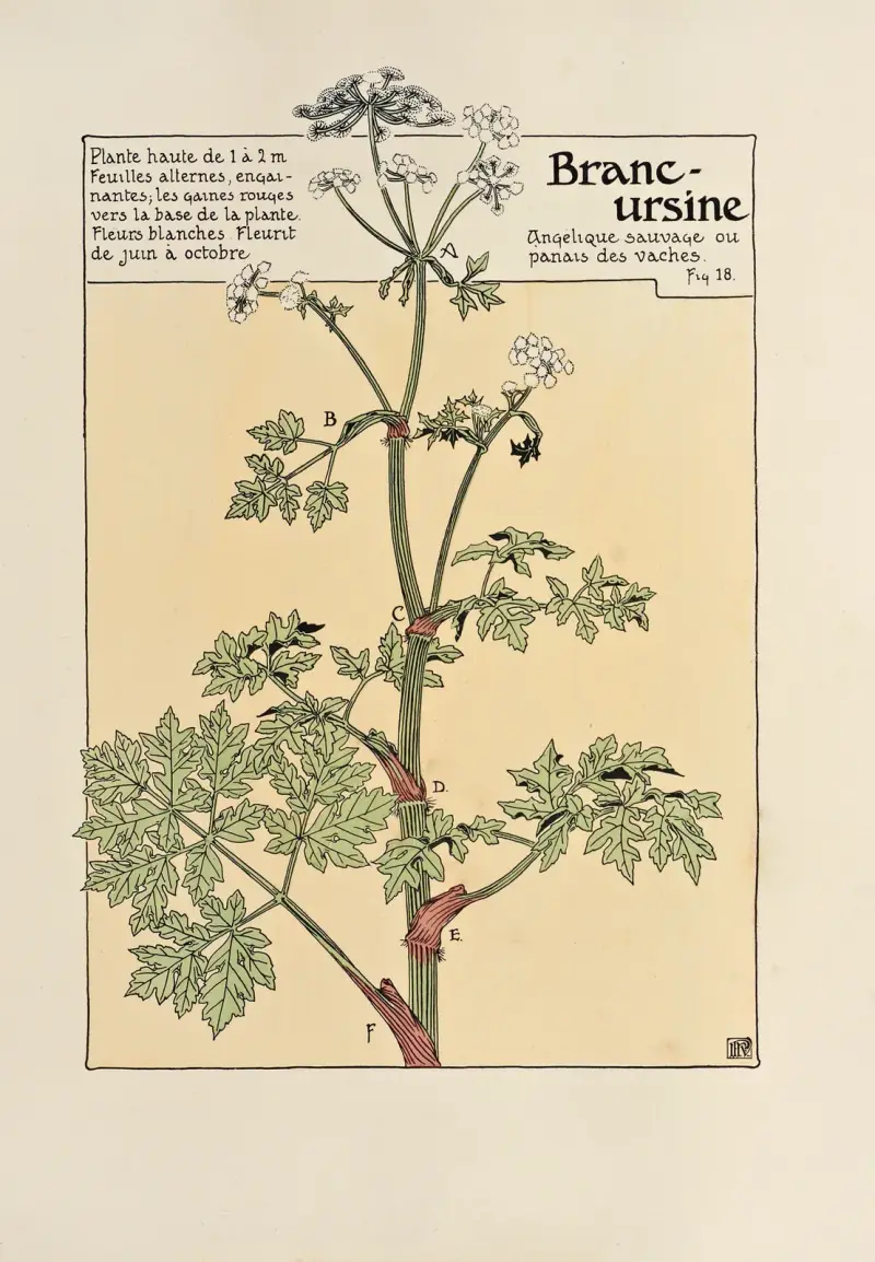 Branc-ursine av Maurice Pillard Verneuil