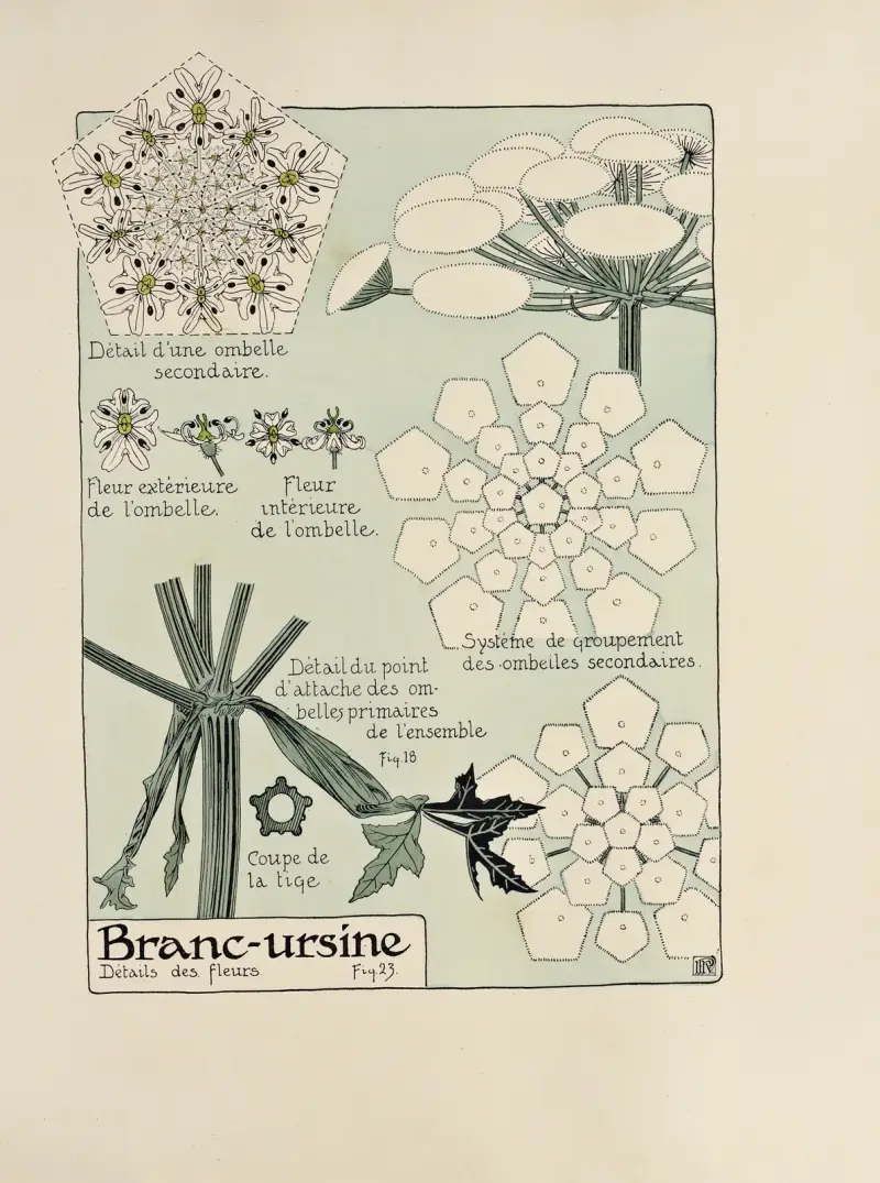Branc-ursine. av Maurice Pillard Verneuil