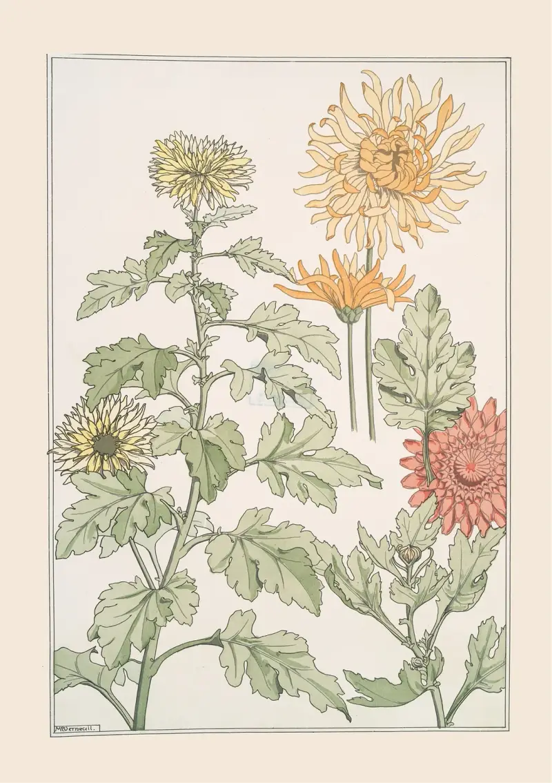Chrysanthème von Maurice Pillard Verneuil