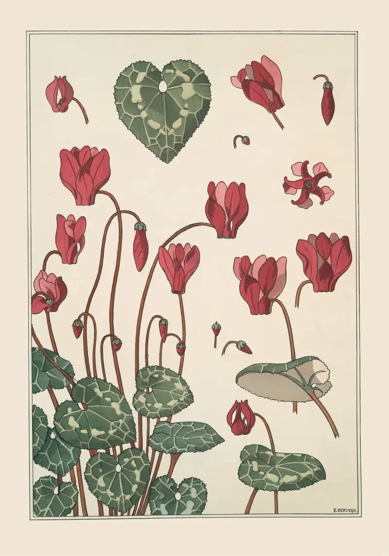 Cyclamen von Maurice Pillard Verneuil