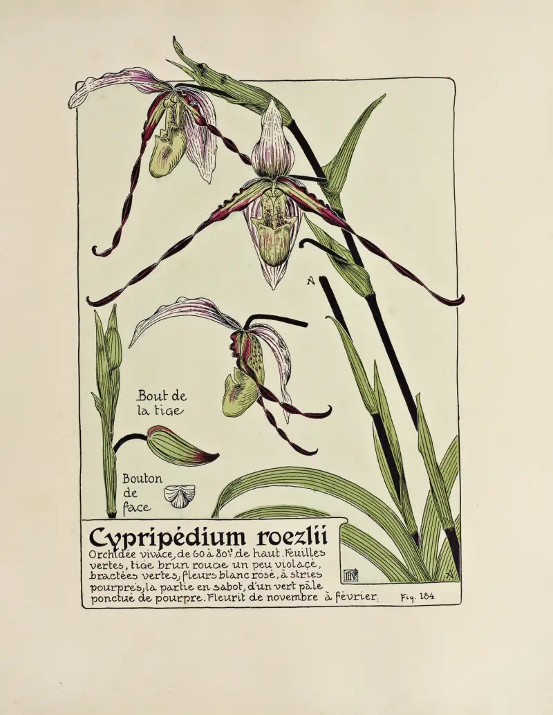 Cypripedium roezlii av Maurice Pillard Verneuil
