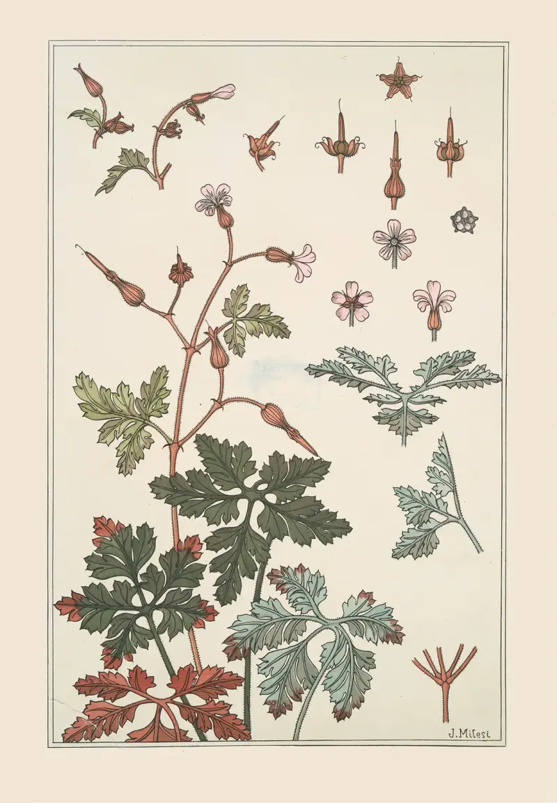 Geranium sauvage von Maurice Pillard Verneuil