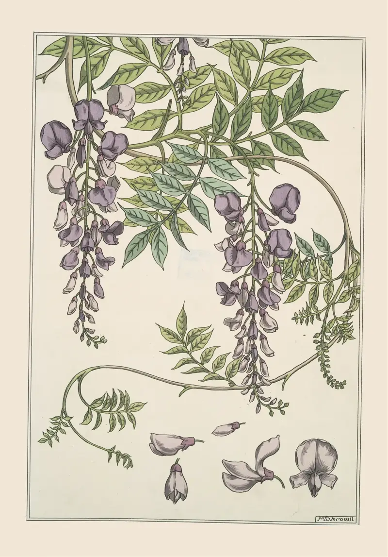 Glycine av Maurice Pillard Verneuil