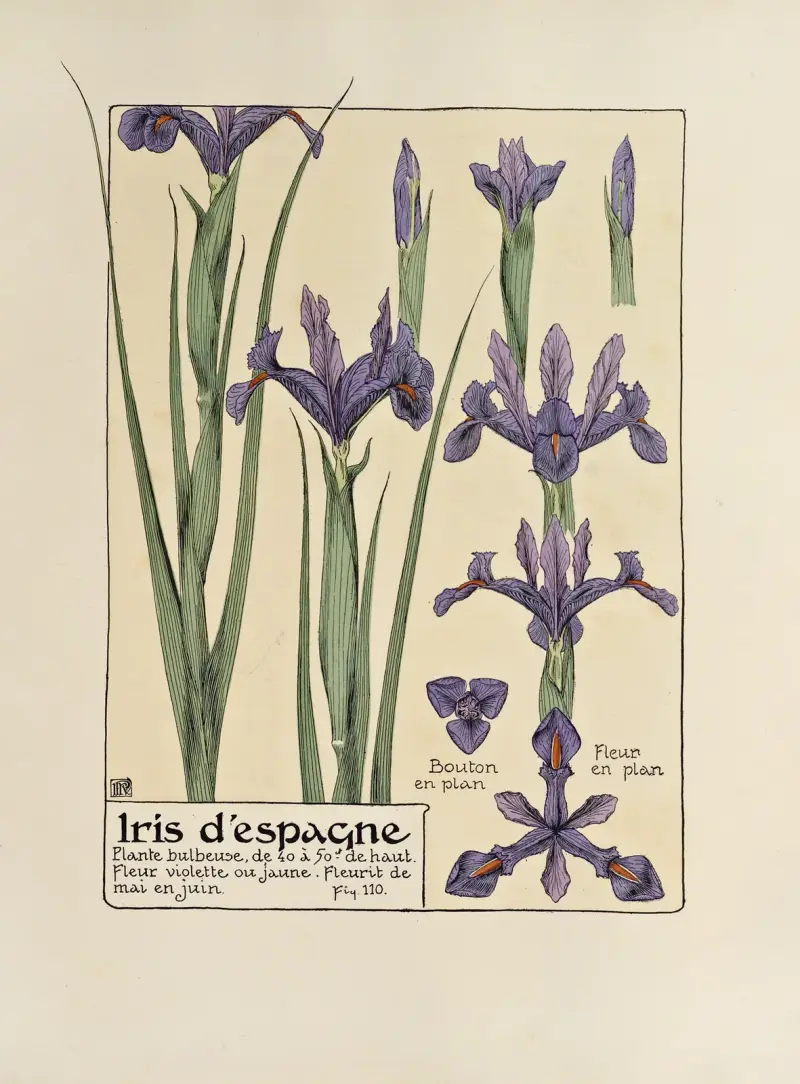 Iris d’espangne von Maurice Pillard Verneuil