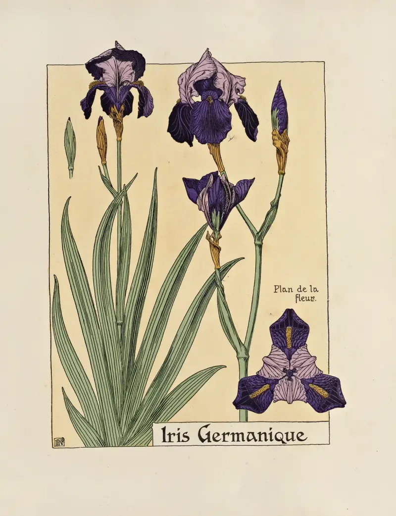 Iris Germanique von Maurice Pillard Verneuil