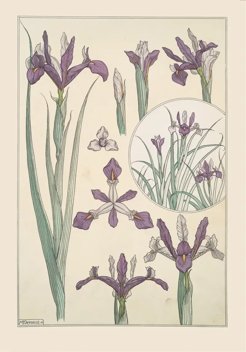 Iris von Maurice Pillard Verneuil