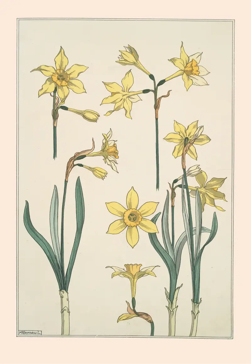 Jonquille von Maurice Pillard Verneuil