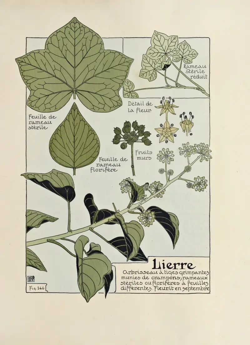 Lierre av Maurice Pillard Verneuil