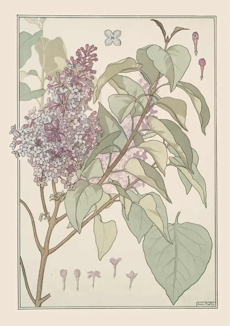 Lilas av Maurice Pillard Verneuil