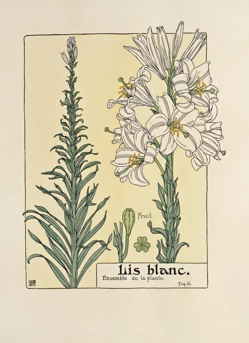Vit lilja av Maurice Pillard Verneuil