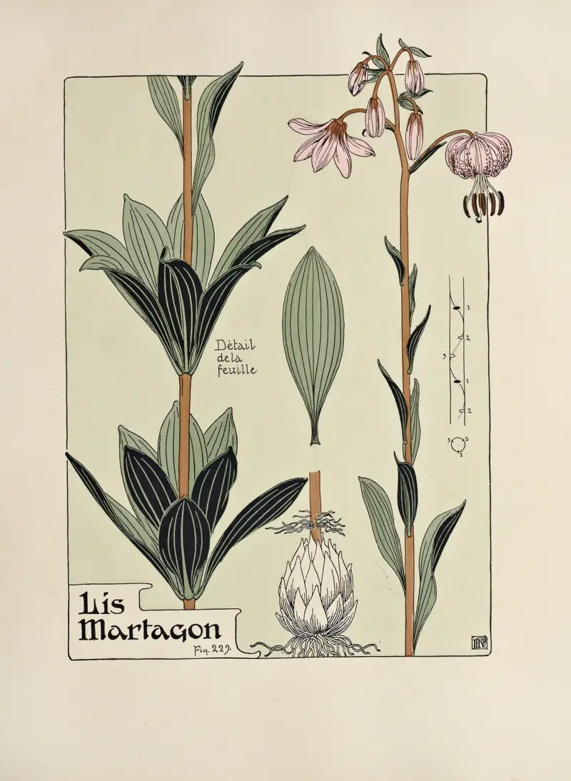 Lis Martagon av Maurice Pillard Verneuil