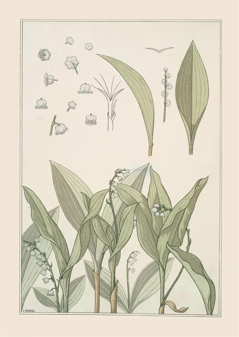 Muguet av Maurice Pillard Verneuil