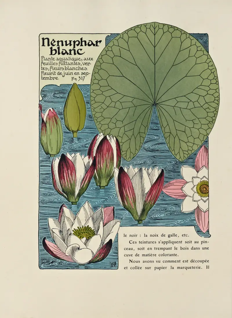 Nenuphar blanc av Maurice Pillard Verneuil