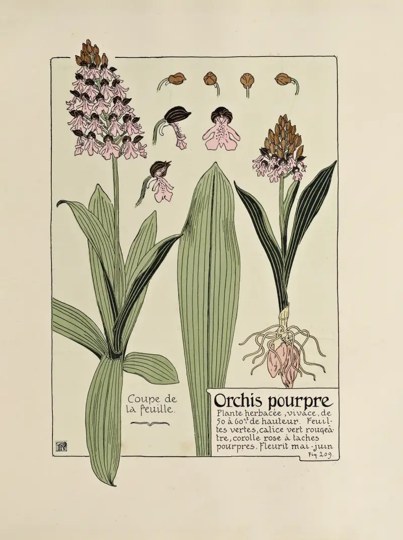 Purpurorakel av Maurice Pillard Verneuil