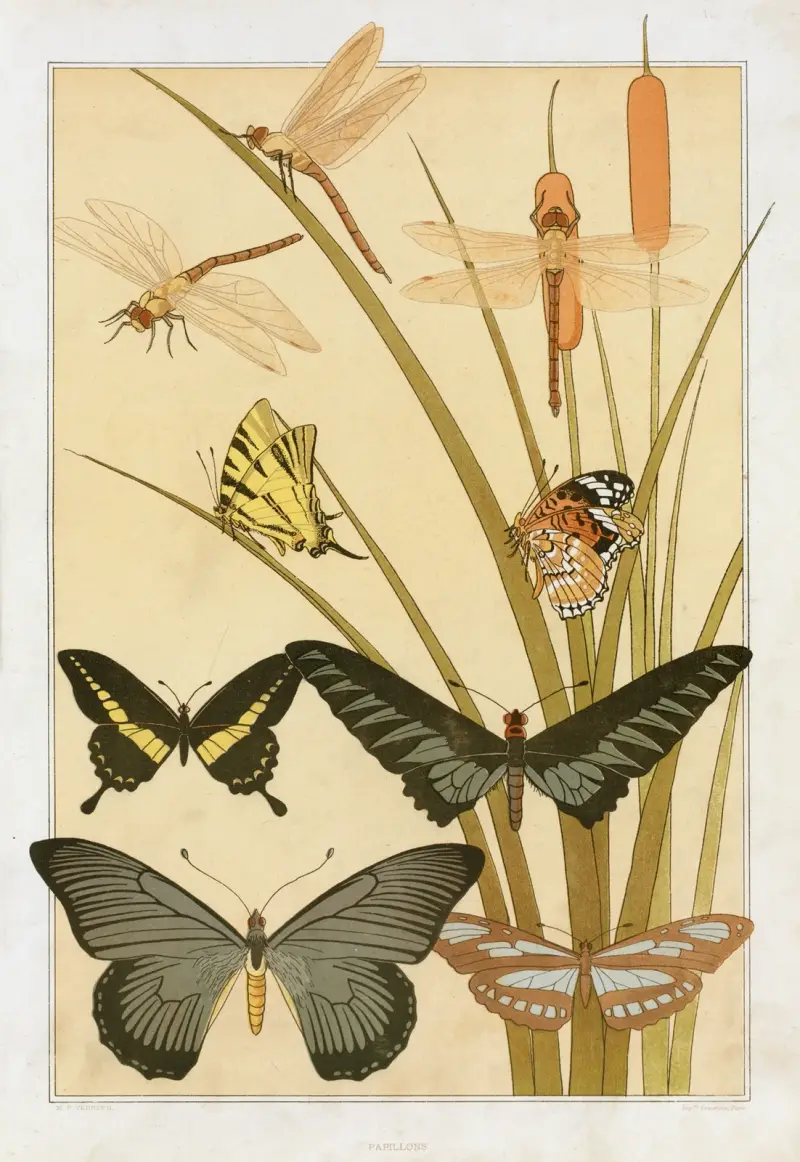 Papillons av Maurice Pillard Verneuil