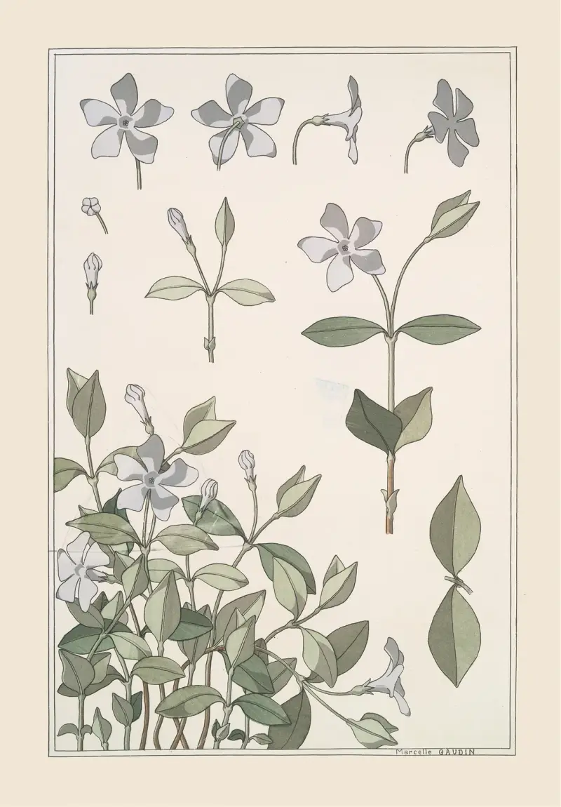 Pervenche von Maurice Pillard Verneuil