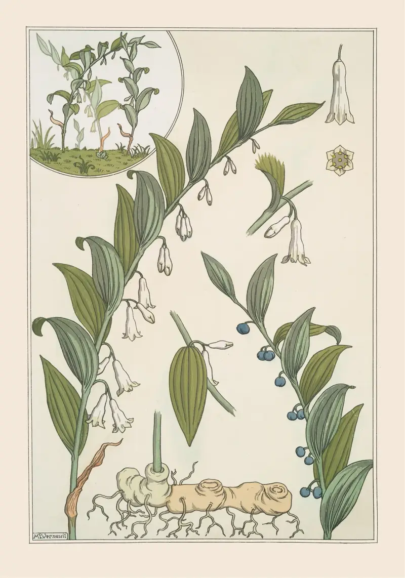 Sceau de Salomon av Maurice Pillard Verneuil