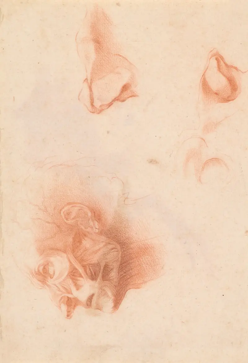 Anatomistudie, ansikte i profil av Pompeo Batoni