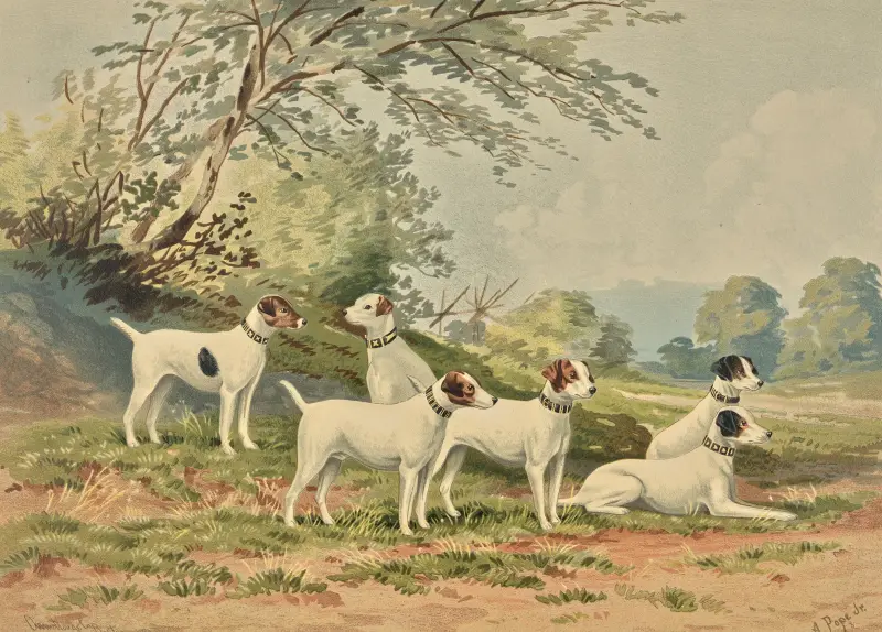 Šest jack russell teriérů, Alexander Pope Jr.