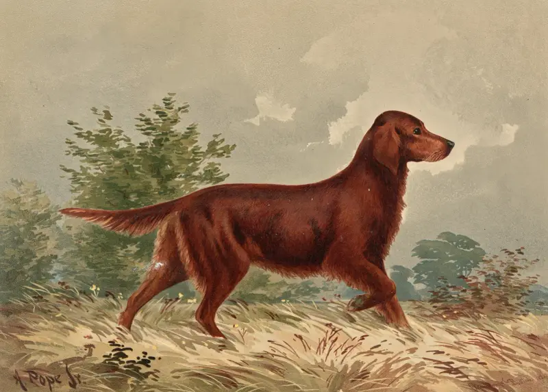 Stehender Flat-Coated Retriever, nach rechts gewandt von Alexander Pope Jr.
