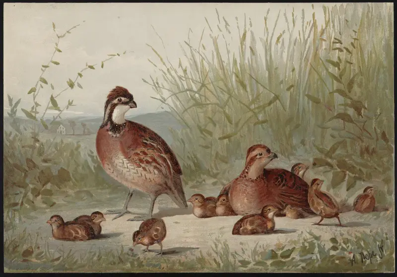 Przepiórka wirginijska (Ortyx virginianus), Alexander Pope Jr.
